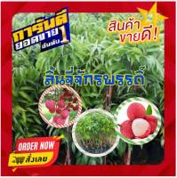 ?สินค้าขายดี?ต้นลิ้นจี่จักรพรรดิ์ กิ่งตอนพร้อมปลูก ขนาดต้น 60-80เซ็น.รับประกันพันธุ์เเท้100% (1ต้น/แพ็ค)