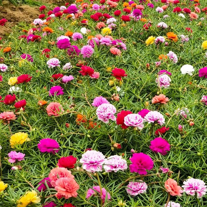 50Biji Benih Bunga Ros Jepun 九点花十点花日本太阳花Flower seeds Portulaca Sun Daze ...