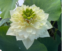 5 เมล็ดพันธุ์ บัว สายพันธุ์ GOLDEN AUTUMN LOTUS สีขาว เพาะปลูกและเก็บเมล็ดในไทย ขยายพันธุ์ในไทยได้ สายพันธุ์นิยมปลูกในอเมริกา