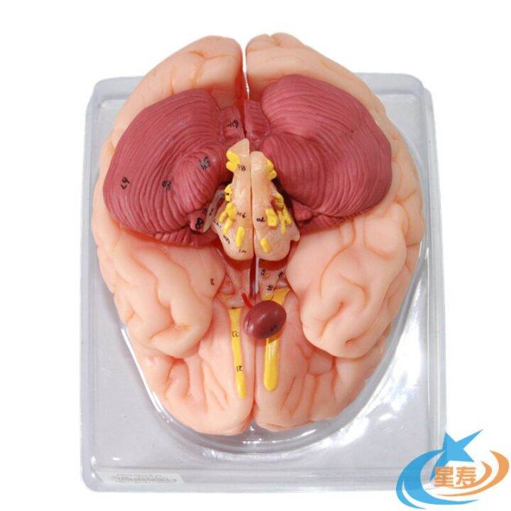 9parts 98 marks PVC Human brain anatomical Pons medulla Interbrain ...