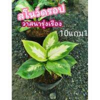 ต้นสโนว์ดรอป  ดิเฟนบาเกีย  Dieffenbachia​ วาสนารุ่งเรือง ต้นไม้​ ฟอกอากาศ  แต่งบ้าน​ สวน​ ปุ๋ย​ ดิน​ ไม้มงคล​ ​ ไม้ด่าง​