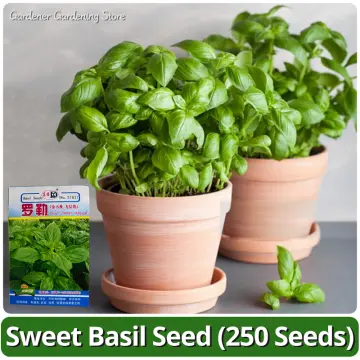 Shop Basil Plants online Lazada .ph