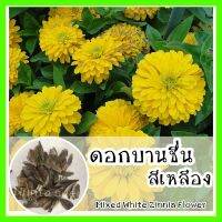 พร้อมส่ง ❗ รหัส  141 เมล็ดพันธุ์แท้ OP แท้  ดอกบานชื่นสีเหลือง - Mixed Yellow Zinnia Flower มีทั้งกลีบซ้อนและไม่ซ้อนคละกัน เมล็ดดอกไม้