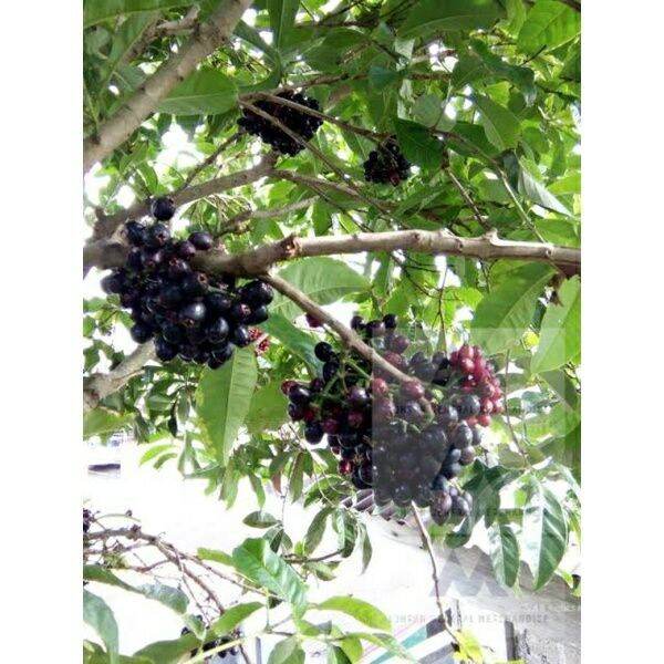 Lipote Fruit Tree Seedlings/Brazilian Grape Fruit Seedlings | Lazada PH