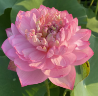 5 เมล็ด บัวนอก บัวนำเข้า บัวสายพันธุ์ Duplicate Pink LOTUS สีชมพู สวยงาม ปลูกในสภาพอากาศประเทศไทยได้ ขยายพันธุ์ง่าย เมล็ดสด