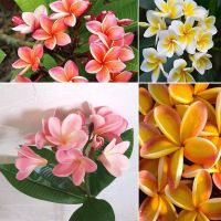 35 เมล็ดพันธุ์ เมล็ด ลั่นทม หรือ ลีลาวดี สายพันธุ์แคระ Frangipani Plumeria Seed นำเข้าจากฮาวาย อัตราการงอกสูง 80-85%