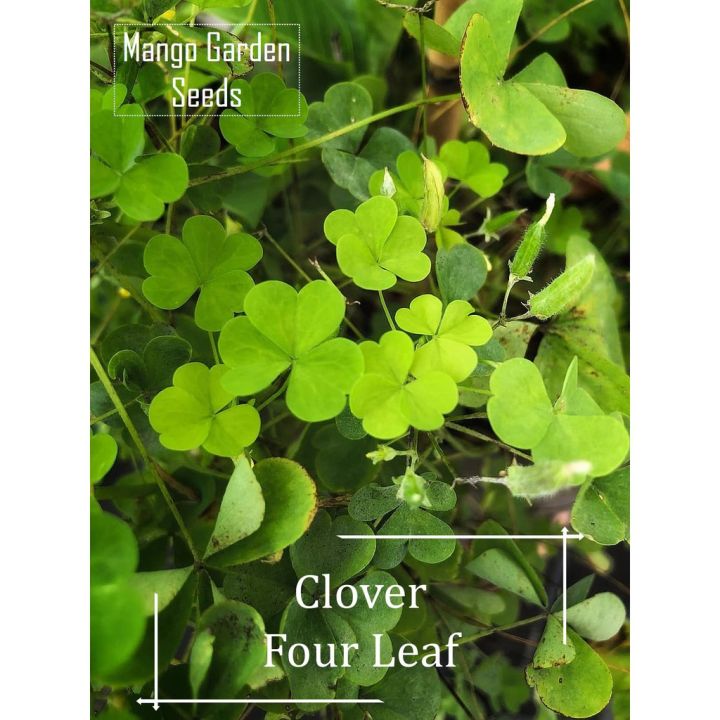 Four Leaf Clover Grass Seeds Seed Pot Friendly Tanam Pasu Lucky Grass Rumput Empat Daun Lazada 