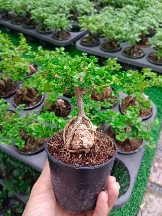 บอนไซจิ๋ว-bonsai-ในกระถาง-3-นิ้ว-ฟอร์มสวย-ต้นแข้งแรง-นิยมปลูกบนโต๊ะทำงาน-ห้องนั่งเล่น