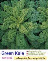 เมล็ดพืช seed Kale 60-80 seedแคล เมล็ดพันธุ์ เมล็ดผักสวนครัว อัตรางอกสูง 90% ขึ้น คุณภาพเกรดเอ