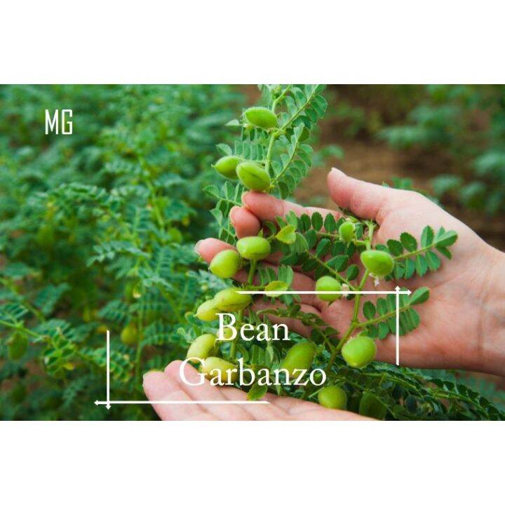 *Easy* Garbanzo Bean seeds seed ( Chickpea ) *Pot Friendly* Tanam
