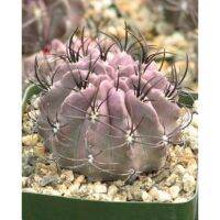 โปรดีล คุ้มค่า Neochilena Jussieu Cactus Plant 30เมล็ด .-99 ของพร้อมส่ง พรรณ ไม้ น้ำ พรรณ ไม้ ทุก ชนิด พรรณ ไม้ น้ำ สวยงาม พรรณ ไม้ มงคล