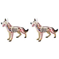 2X Animal Organ Anatomy Model 4D Dog Intelligence Assembling Toy Teaching Anatomy Model DIY Popular Science Appliances