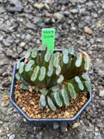 Haworthia Hybird Thailand (ส่งทั้งกระถาง) ไม้อวบน้ำ ต้นไม้ประดับ ไม้ต่างประเทศ  Scuculnt