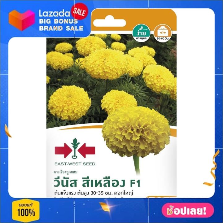 เมล็ดพันธุ์ดาวเรืองf1-วีนัส-สีเหลือง-เมล็ดพันธุ์พืช-seed-farm-garden