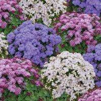 เมล็ดพันธุ์นำเข้าจากอังกฤษ เมล็ดพันธุ์ อะเจอราตุ้ม Ageratum Houstonianum floss flower dwarf 200 เมล็ด