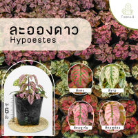 Treeno.9 T157 ละอองดาว (รบกวนสั่งซื้อขั้นต่ำ 6 ต้น)  (Hypoestes) มี 4 สี / ถุงดำ 6 นิ้ว / สูง 15-25 ซม. / ไม้จัดสวน ไม้ประดับ ใบสวยงาม (ต้นไม้)