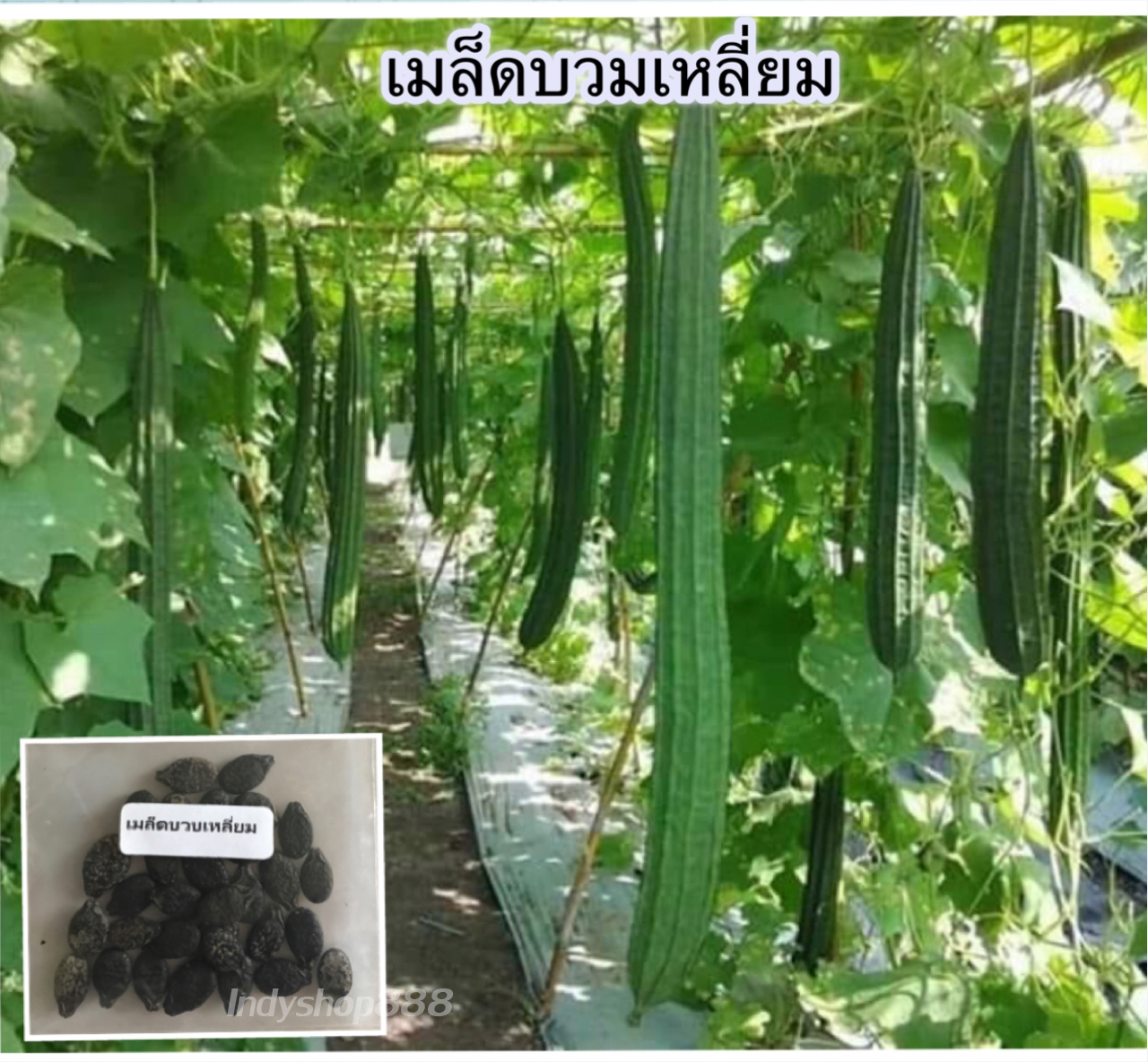 เมล็ดบวบเหลี่ยม 20 เมล็ด [ 10 เเถม 1 คละได้]