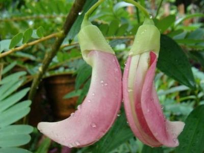 เมล็ดพันธุ์ดอกแคสีชมพูต้นเตี้ย ประมาณ  10  เมล็ด ซองละ 29 บาท จากบ้านสวน ปลูกต่อได้