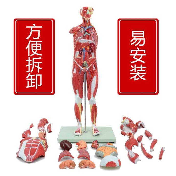 human-body-muscle-model-can-remove-the-whole-body-muscle-dissection-bone-art-with-muscle-load-point-medical