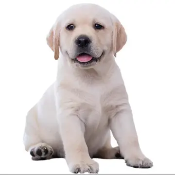 Online labrador dog store shopping