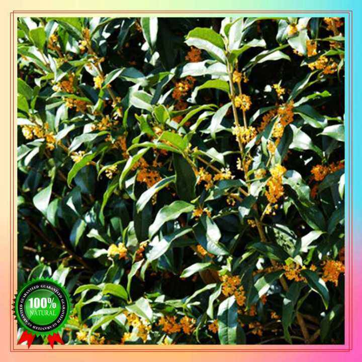 Fast Germination 100 seeds laurel or bay leaf seeds Bonsai Seeds for