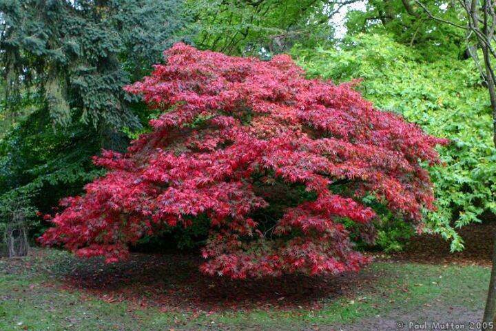 เมเปิลแดง-red-maple-tree-บรรจุชุดละ-10-เมล็ด