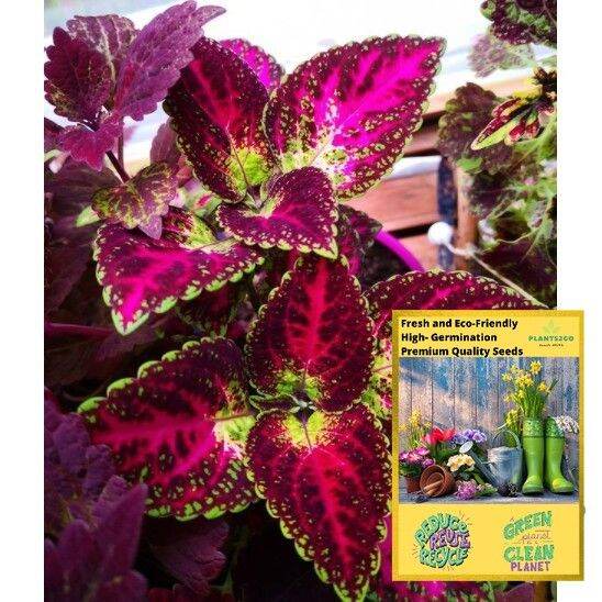 Multicolored Coleus Seeds G204 5 seeds of High germination Flower