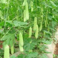 เมล็ดพันธุ์ มะระขี้นก (Bitter gourd) 20 เมล็ดพันธุ์พืช เมล็ดดอกไม้ พรรณไม้ ต้นไม้ เมล็ดพันธุ์ผัก พันธุ์ไม้ผล ผักซอง ผักสวนครัว plants plant