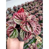 (จัดโปร) เปเปอร์โรเมียหน้าย่นแดง Peperomia caperata ‘Red luna’ ลดราคา ต้นไม้ ต้นไม้มงคล ต้นไม้ฟอกอากาศ ไม้ด่าง