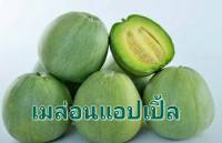 เมล่อน เมล่อนแอปเปิ้ล Melon Apple บรรจุ 5 เมล็ด 10 บาท