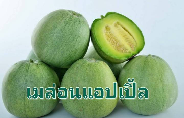 เมล่อนแอปเปิ้ล-melon-apple-seeds-เมล็ดพันธุ์เมล่อนแอปเปิ้ล-บรรจุ-5-เมล็ด-เมล่อน