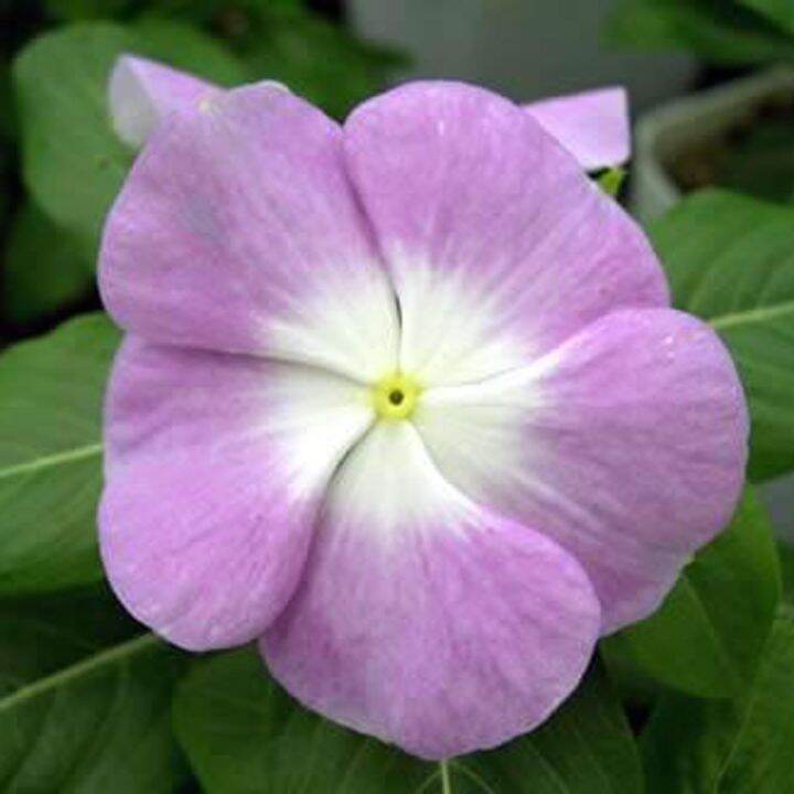 Bibit Bunga Vinca lilac - Benih Bunga Vinca Lilac - Biji Bunga Vinca ...