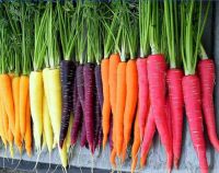 Mixed Rainbow Blend Carrot (400 seeds) แครอทคละสี (400 เมล็ด)