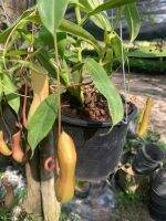 หม้อข้าวหม้อแกงลิง (อังกฤษ: nepenthes; ชื่อสามัญ: tropical pitcher plants หรือ monkey cups)เป็นพืชกินแมลง เป็นไม้เลื้อยชอบแสงแดดไม่จัด (จัดส่งพร้อมไม้แขวน)