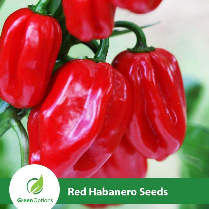 Red Habanero Pepper Seeds 10 Seeds Lazada Ph