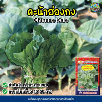 เมล็ดคะน้าฮ่องกง Chinese Kale เมล็ดพันธุ์คะน้าฮ่องกง เมล็ดผัก เมล็ดผักสวนครัว เมล็ดคะน้า เมล็ดพันธุ์ผัก เมล็ดพันธุ์คะน้า ตราภูเขาทอง