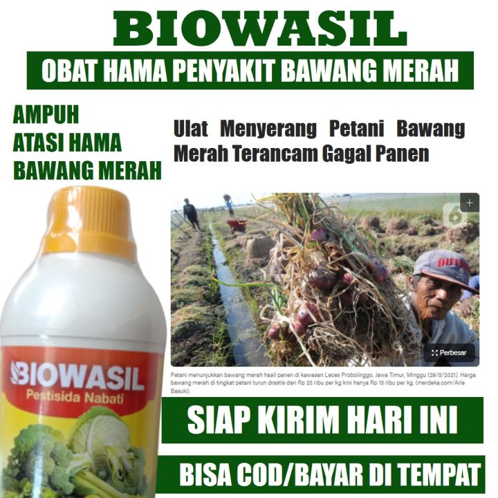 Pestisida Organik Cair Pembasmi Ulat Bawang Merah Dan Hama Bawang Merah Biowasil 500 Ml Pupuk 6647