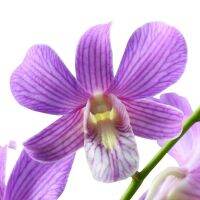 30 เมล็ดพันธุ์ เมล็ดกล้วยไม้ กล้วยไม้สกุลหวาย (Dendrobium) Orchid flower seeds อัตราการงอก 80-85%