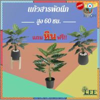 ((ต้นไม้มงคล!)) ต้นแก้วสารพัดนึก สูง 60 ซม. #ต้นไม้ปลอมตกแต่งบ้าน Leeartplants (๑) ยอดขายดีอันดับหนึ่ง