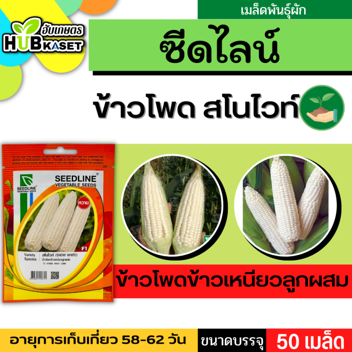 ซีดไลน์ 🇹🇭 ข้าวโพดข้าวเหนียวลูกผสม สโนไวท์ ขนาดบรรจุประมาณ 50 เมล็ด อายุเก็บเกี่ยว 58-62 วัน