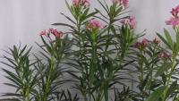 ( Pro+++ ) คุ้มค่า T384 ยี่โถ (Sweet Oleander) กระถาง 10 นิ้ว สูง 75-85 cm. ไม้ประดับดอกสวยงาม สีเด่นละมุน สะดุดตา มีกลิ่นหอมอ่อนๆ ราคาดี พรรณ ไม้ น้ำ พรรณ ไม้ ทุก ชนิด พรรณ ไม้ น้ำ สวยงาม พรรณ ไม้ มงคล