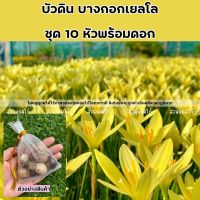 บัวดินบางกอกเยลโล 10หัว