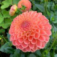 20 เมล็ดพันธุ์ รักเร่ Dahlia Seeds สายพันธุ์ KICK OFF สีส้ม รักเร่ รักแรกพบ ดอกไม้แห่งมิตรภาพ ความรักเริ่มต้น เพาะเลี้ยงง่าย ตั้งโต๊ะทำงาน