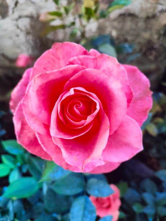 Japanese Pomelo Rose (Live Rare Plant) with FREE garden soil, plastic ...