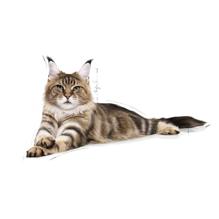 สินค้าใหม่-royal-canin-mainecoon-adultอาหารแมวโตพันธุ์เมนคูน-อายุ-15-เดือนขึ้นไป