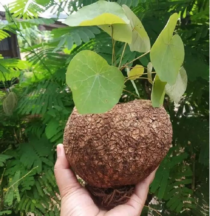 บอระเพ็ดพุงช้าง-stephania-suberosa-สบู่เลือด-หัวหน่อ-หัวใหญ่-เป็นไม้ประดับ-ตกแต่งบ้าน-เป็นพืชในสกุลสบู่เลือด-ขนาด300-500กรัม