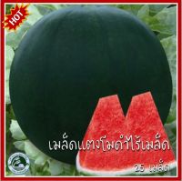 25 เมล็ด แตงโมดำไร้เมล็ด Black Seedless Watermelon เมล็ดแตงโมดำ เมล็ดแตงโม เมล็ดพันธุ์แตงโมดำ แตงโมดำ แตงโมเปลือกดำ แตงโม