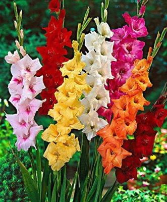 10 หัว แกลดิโอลัส (Gladiolus) หรือดอกซ่อนกลิ่นฝรั่ง คละสี เป็นดอกไม้แห่งคำมั่นสัญญา ความรักความผูกพัน