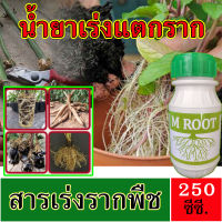 ?พร้อมส่ง ? เร่งราก M Root เร่งการเจริฐเติบโต กระตุ้นการแตกราก 250cc. บำรุงราก ฟื้นฟูให้รากแข็งแรง ใช้ดี