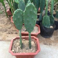 [COD] big thorn cactus medicinal multi-headed Mibangta succulent potted plant grafted crab claw flower